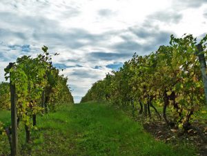 MANIBAN VIGNES VAGUES OCTOBRE 2015